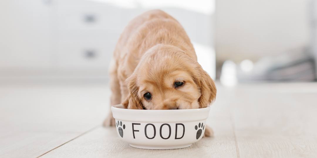 The importance of good nutrition for dogs Pharmapet