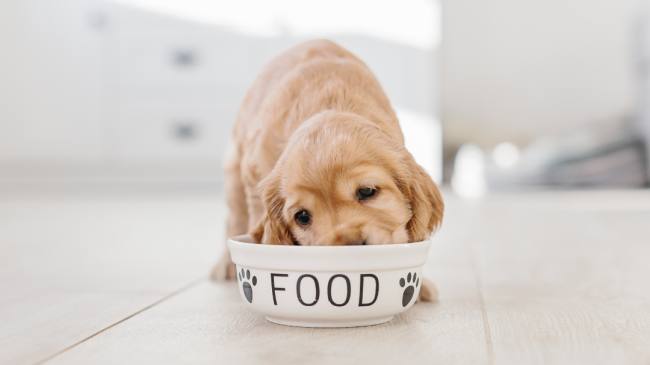 alimentacion perros Pharmapet alimentacion perros