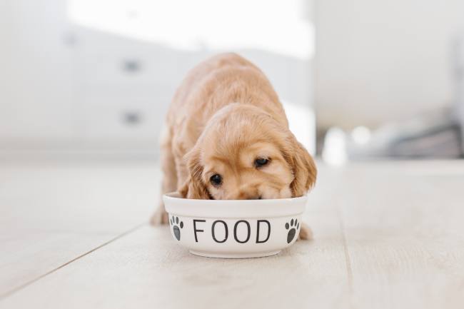 alimentacion perros Pharmapet alimentacion perros
