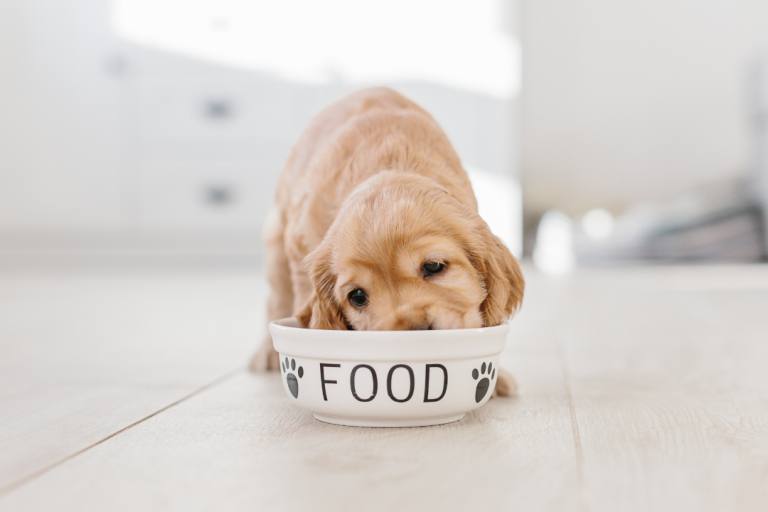 Pharmapet alimentacion perros