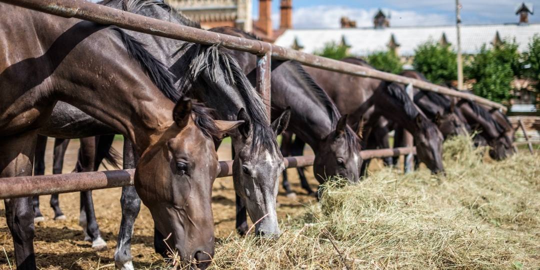 mejor alimentacion caballos mejor alimentacion caballos