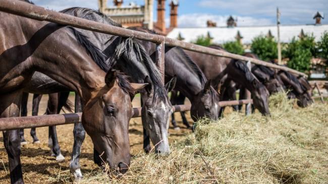 mejor alimentacion caballos mejor alimentacion caballos