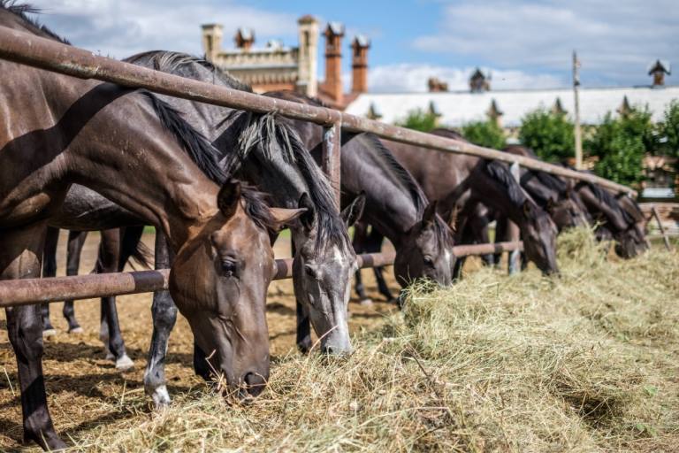 mejor alimentacion caballos